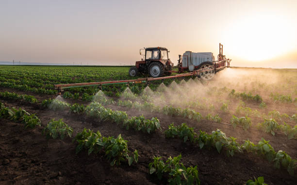 Best Pest Removal Services  in Mescal, AZ