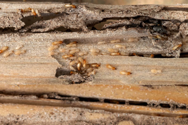 Best Residential Pest Control  in Mescal, AZ
